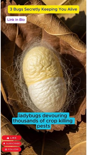 Which 3 Bugs That Secretly Keep You Alive