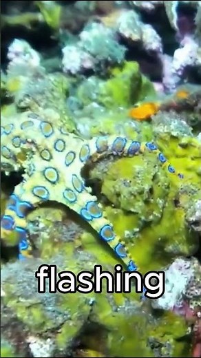 Don’t Touch This Beautiful Octopus 🐙💀#BlueRingedOctopus