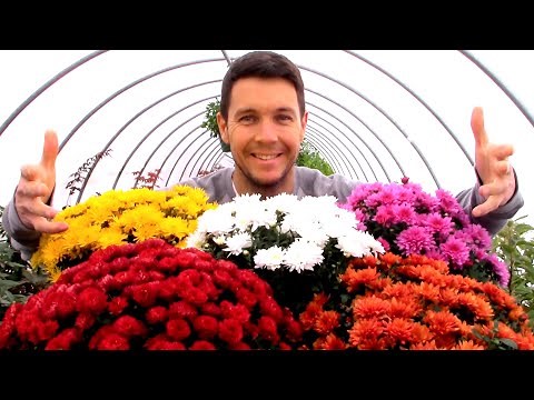How to Add Fall Color to Your Garden: Mums the Word | Chrysanthemum Flowers
