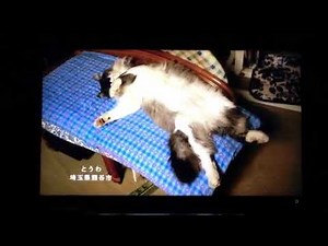 2355 ねむれねこねこ