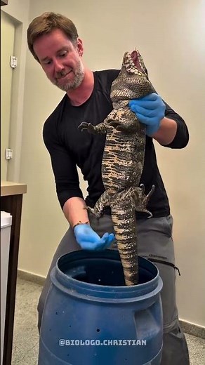 The biggest tegu lizard ever rescued!! 4.2kg 😳