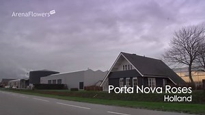 10K views · 425 reactions | The Netherlands not only grows tulips, they also grow lots of red roses. This is one of the best red rose growers in the world. That's pretty awesome.  Porta Nova Roses, Holland  : Arena Flowers #lovethenetherlands #1sttheworld | Love The Netherlands | Facebook