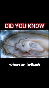 Pearl formation in an oyster is a defense mechanism triggered by an irritant, such as a parasite or piece of sand, entering the mollusk's body. The oyster responds by coating the irritant with layers of nacre, a substance also known as mother-of-pearl. Over time, this process of layering the nacre, a combination of calcium carbonate and protein, creates a pearl. #oysters #pearl #fypシ゚viralシfypシ゚ #viralreelschallenge2025vir #fypシ゚viralシ #fypシ゚viralシfypシ゚viralシalシ #trendingreelsvideo #fyp #fblifes