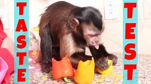 93K views · 6.8K reactions | Which pepper will this cute monkey like the most?  Red, yellow or orange? Watch the video to find out!!! ❤️李 | MonkeyBoo | Facebook
