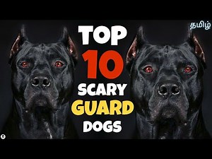 Top 10 scary looking guard dogs | Intimidating | powerful | funny 😂