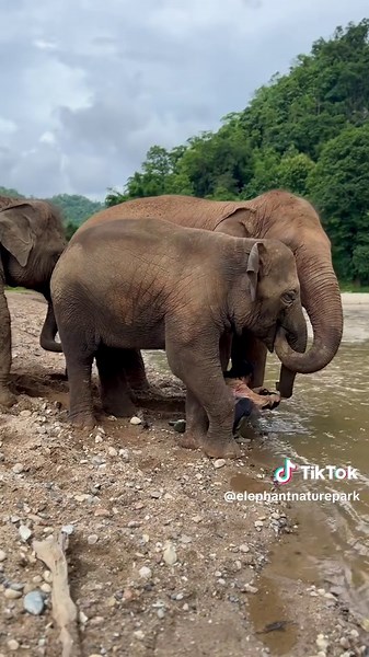 Whether adults or little ones, they all come together to stand protectively over Lek—never straying far from her side, watching over her with unwavering care. The relationship between elephants and their trusted loved ones reflects a profound connection that goes beyond words. ทั้งรุ่นเล็ก รุ่นใหญ่ ต่างก็พากันอยากปกป้องปกป้องแม่ ไม่ว่าแม่จะไปที่ไหน ก็ตามไปปกป้องดูแลแม่ รวมทั้งช่วยบังแดดและฝนให้แม่เสมอ ❤️ #ElephantNaturePark #Elephant #ViralVideo #AnimalLove #Animallover #POV #ช้าง #สัตว์โลกน่ารั