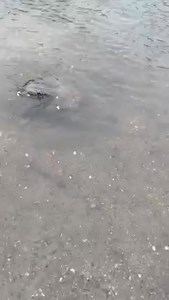I discovered a nice kansas bison skull. He was 25". Its exciting to see the teeth poi.ted up because it usually means that it has a greater chance of being complete. Apologies for topsy-turvy video. #fossilhunting #bisonbisonbison #fossil | Bison Bison Paleo Fossils