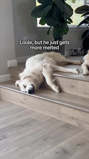 Funny Dog Enjoying Some Ice Cream