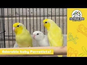 Super Cute Parrotlets | Victorian Bird Co Geelong