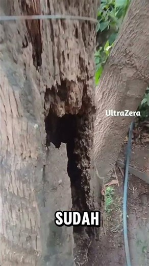 trees that look dry even though they are still productive