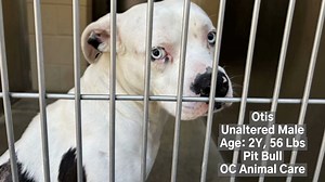 Very sad to report.....OC Animal Care has euthanized Otis. 6/30/24. RIP CODE RED - EUTH LISTED. Otis will need rescue commitment by 6/29/24 or he will be euthanized by OC Animal Care. Otis was surrendered to the shelter by his family. According to his owner, he was playing in the backyard with the family and kids and bit a child on the cheek causing 3 punctures and a laceration to the right cheek. If there is a rescue that can save Otis, contact OCAC asap. A1851433 Otis Comments: Face Bite To Mi