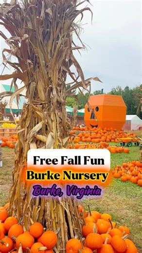 Northern Virginia Fall Activities Burke Nursery & Garden Centre 📍 9401 Burke Rd, Burke, VA 22015 📆 Open until October 31st ⏰ Hours Monday- Saturday: 9am-7pm Sunday: 9am-6pm 💰Free 🐴 Pony Rides are offered Saturday & Sundays from 10am-5pm for an additional cost. Activities: 🎃 Pumpkin patch 🛝 Several playgrounds 🛞 Tire swing 👻 Halloween decorations 📸 Photo props 🛍️ Market goods 🌻 Fall flowers 🍂 And more! | Austin Family Adventures