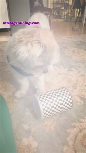 MR. DOG TRAINING WALK YOUR DOG CHALLENGE, DAY 9; You’re a magician 🪄 Back to talking about mental stimulation again today… Tricks are one of my most favorite ways of providing mental stimulation for my dogs and teaching a dog to “push” is a great one for dogs who have limited mobility or recovering from surgery or are on exercise restrictions. What’s your most favorite trick that you’ve taught your dog? Tell me in the comments 👇 #MrDogTraining #MaineDogTraining #BrunswickMaine #PositiveReinfor