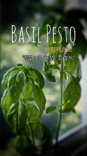 향으로 계절을 담는 법 🪴 직접 만든 바질페스토 #바질 #바질페스토