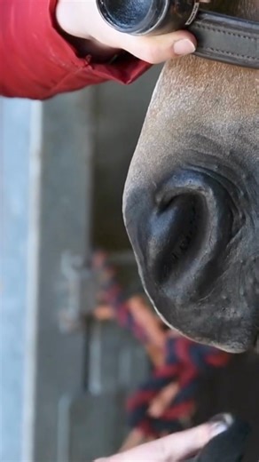 ❤️BACK IN STOCK!❤️ Our black make up is back in stock just in time for the show season! The perfect finishing touch If you're looking to stand out from the crowd ✨ For added shine mix with a small amount of Super Shine Lotion and use alongside our Enhancing gloss! Shop make up here - https://buff.ly/3SxxUO7 | Smart Grooming