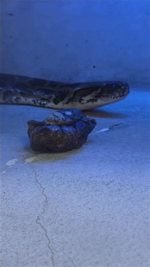 緬甸蟒Burmese Python/Taipei Zoo