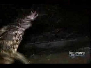 Dirty Jobs- Alligator Farmer