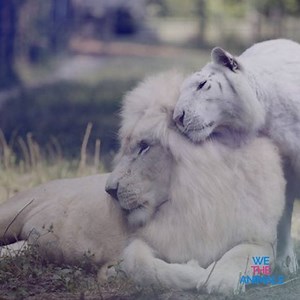 103K views · 3.1K shares | Introducing the first albino ligers! ~ Got an animal story? Share with other animal lovers in our support group. https://www.facebook.com/groups/126176057923402/ More videos: https://goo.gl/EmblGw | We the Animals | Facebook