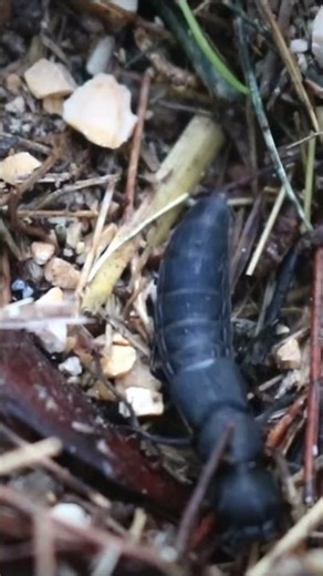 Up-Close Look at a Large Black Ground Insect