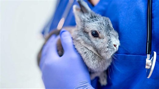 EPA Launches Lab Animal Adoption Program Amid Trump Research Cuts