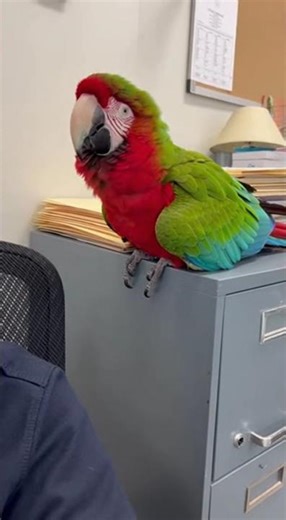 “Savage Parrot Roasts the Clumsiest Humans! 🦜😂”