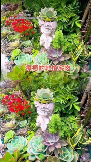 療癒的地植多肉 種植在桃園平地 白鳳 德雷 銘月 紫樂 雖然都是普貨 、出狀況非常的漂亮 非常推薦在台灣養護的多肉植物#succulentgarden #succulent #多肉植物 #多肉