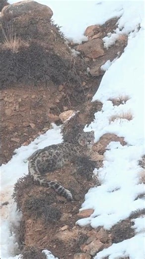 Snow Leopard captured in Snow Fall | Rare footage from Indian Himalayas | Wild Wonders Expeditions