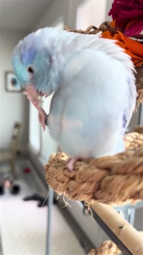 While they are cute, the “wiggles” Talon is so adorably demonstrating are actually regurgitation, which is a courting behavior. Talon has only ever done this occasionally for Mika but I try not to encourage it because it is a hormonal behavior. Luckily, Mika doesn’t reciprocate and it has never escalated past Talon’s occasional wiggles 😊 #talon #parrotlet #wiggles #hormones
