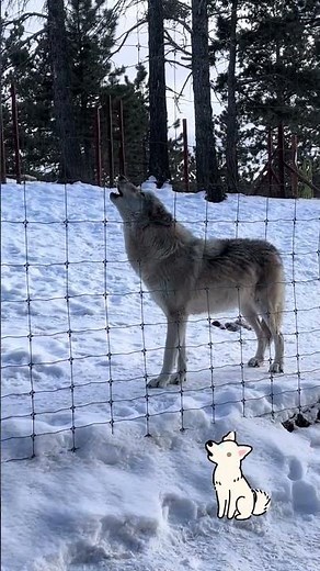Howling with Wolves 🐺