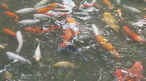 Downtown, Buildings, Cityscape