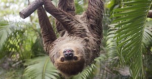 Louisville Zoo is readying new sloth exhibit, including a meet-and-greet with the mammals