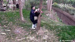 67K views · 3.9K reactions | Panda vs. Human: Round 1 The panda is so keen on bringing a pink broom up a tree, which of course will be stopped by its keeper. | China Plus Culture | Facebook