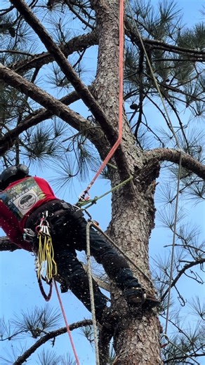 Expert Tree Work Services in Atlanta, Georgia
