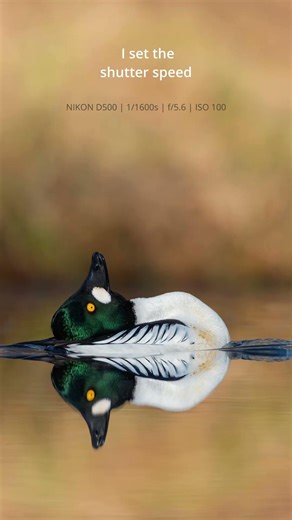 Secret of Low Perspective in Wildlife Photography #shorts #wildlife #nikon #nature