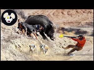GIANT BOAR INVASION – Incredible Hunts & Perfect Shots!