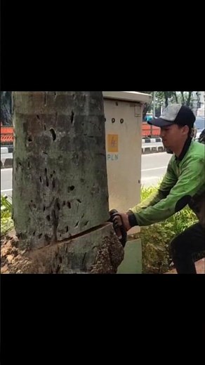 Woodworking project felling of large palm trees on the road Techniques #shorts #treecutting #diy