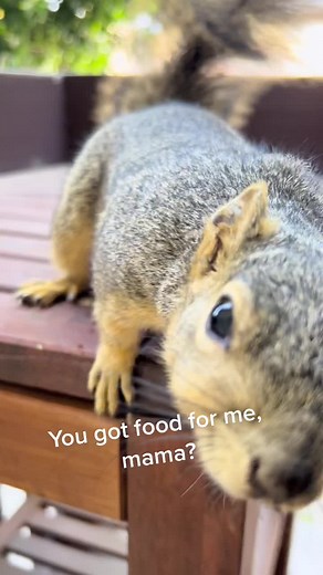 Adorable Squirrel Eating Treats | Cute Pet Wildlife in Urban Life