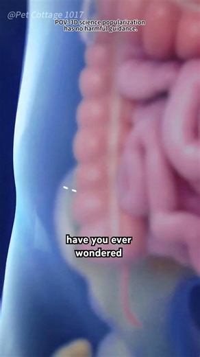 62K views · 392 reactions | How A Colostomy Bag Works(3D Animation勞勞 #health#facts#dailyclips | Sideyou | Facebook