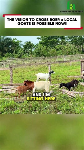 How We Cross Boer ans Local Goats at Semanhyia Farms #semanhyiafarms