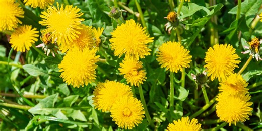 A gardening guide to dandelions – whether to grow, eat or get rid explained