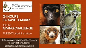 The Giving Challenge - when your gifts to save lemurs will be DOUBLED - is one week away! The 24-hours only online giving event hosted by the Community Foundation of Sarasota County is Tuesday, April 9 - Wednesday April 10 from Noon to Noon! During the event, all online gifts will be matched by The Patterson Foundation up to $100 per donor! The minimum online donation is $25. Please calendar and SHARE the link to give: https://www.givingchallenge.org/organizations/lemur-conservation-foundation-i