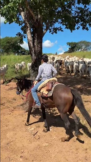 João Pedro Violeiro and his father herding Nelore cattle to the sound of "Sorriso Mudo" | Livesto...