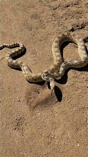 Snake in the Road, Kennedy Meadows #sierranevada #mountains #wildlife #outdoors #nature