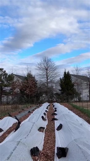 *Current Links & Offers in Bio* LINKS IN BIO! Or go to thegardenersworkshop.com Comment APP to get my FREE phone APP to get inside. Or search Gardeners Workshop in your APP STORE. Download the SHOP APP. For us to be able to see your questions you have to be inside the app. I’ll be sharing my current row cover plan for snow and ice coming and record low temperatures. Plus starting seeds y’all —-that’s what you should be doing during the storm if you’re worried you’re Cool Flowers are gonna die—— 