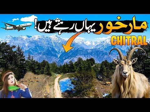 World's Largest Markhor Breeding Ground In 🇵🇰 | Chitral Gol National Park | Paharon Ka Safar