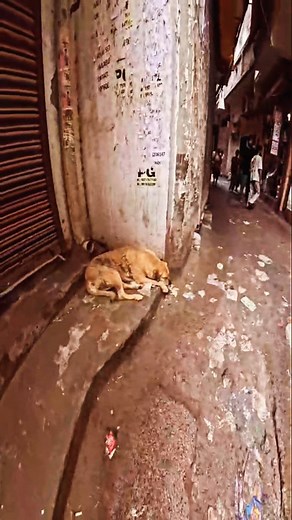 A helpless dog lies on the street##instagram #trending #viral #dogs | Bodybuilder Rocky 2