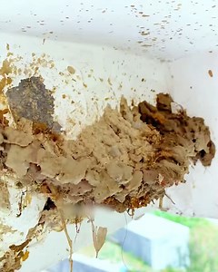 Swallow bird builds itself an amazing nest! | MetDaan Corner