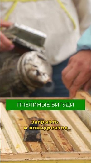 How to breed bees? Watch the full video on the channel 🔥 #beekeeping #bees #bees #apiary