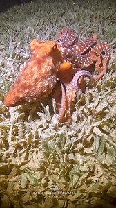 Beautiful starry night octopus looking for dinner. 🤩✨⭐️🌟🐙 Raise your 🖐️ if you’re an octopus lover! 📹GoPro 11 with AOI wide angle lens#octopus #cephalopod #starrynight #octopus🐙 #octopuslover #nightdive #scubadive #gopro #gopro11 #redsea #underthesea #seagrass #underwaterreels #underthesea_perfection #scubalife #scubadivinglife #scubaworld #beautiful #lovely #instareels #padiaware #take3forthesea #aoi #aqaba #underwaterphotography #instadaily AOI-uw | Catherine Anne Underwater Photography