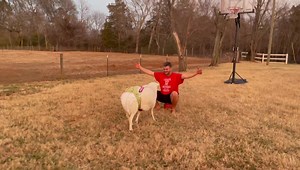255K views · 2.3K reactions | Rescued sheep loves hugging her new dad ❤️ Jumbie was rescued 3 years ago with her disabled brother, Moko. They live indoors since Moko needs a temperature controlled environment, tv, room service and a king sized bed to accommodate his disabilities so he can live his best life. Jumbie lives inside too since they’re incredibly bonded. They both suffered from frost bite before being rescued. We love them dearly!! | Ziggy's Refuge Farm Sanctuary | Facebook